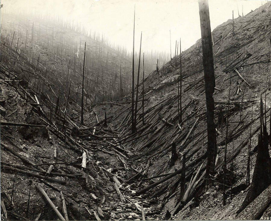 Downed trees and smoke-filled air mark the destruction of a forest fire. The description on the back reads "On the Coeur d'Alene National Forest, near Wallace, Idaho, following the hurricane and fire of August 20, 1910. Hard wood to be planted here." Stamped with "If this photo is reproduced credit be given as follows: 'Photo by K.D. Swan, courtesy U. S. Forest Service."