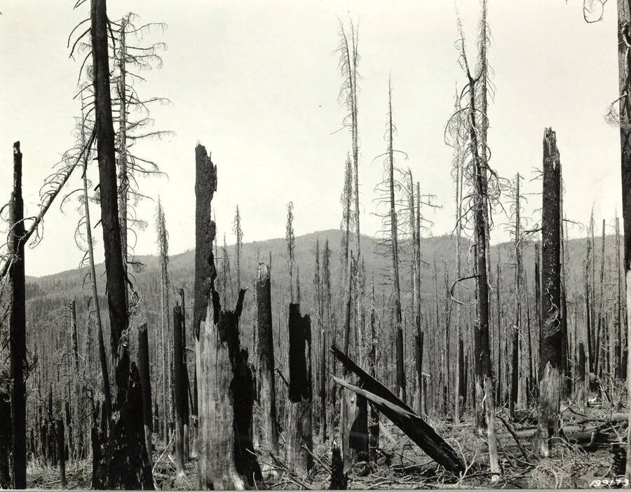 The aftermath of a forest fire.