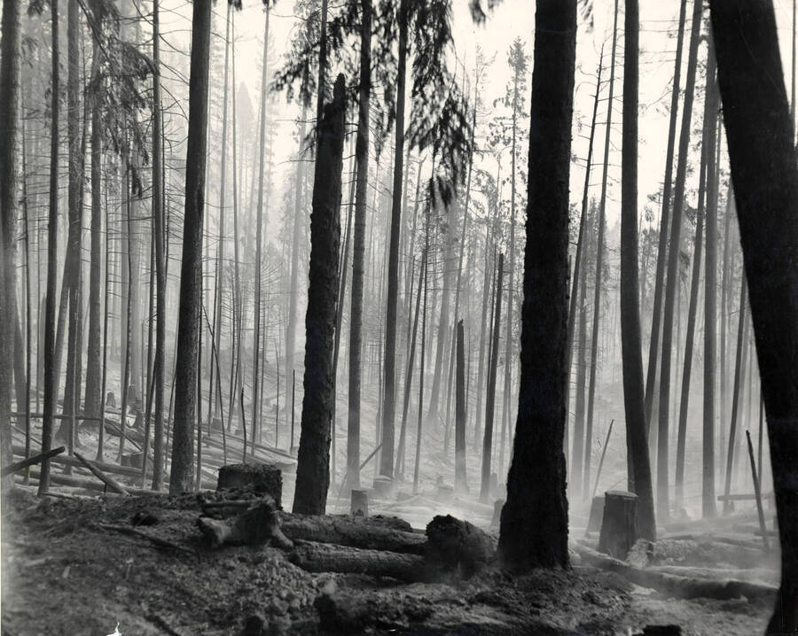 Stumps  are intermingled with burned trees while smoke rolls over the ground. Probably fire of 1910 in the Coeur d'Alene National Forest.