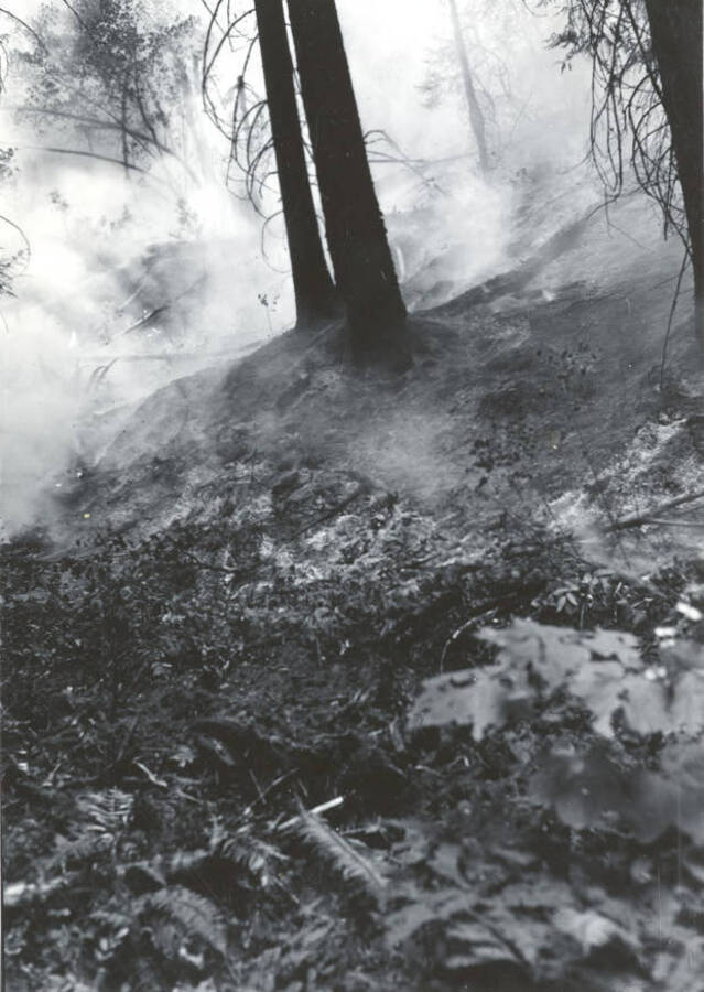 Smoke spreads in the background behind two burned trees.