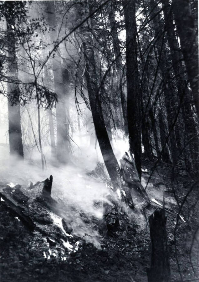 Smoke curls  upward from the ground of burned areas in the Coeur d'Alene National Forest.