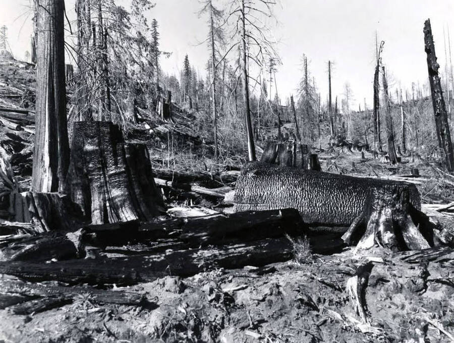 Several large tree trunks are scorched after the fire of 1910 in the Coeur d'Alene National Forest.