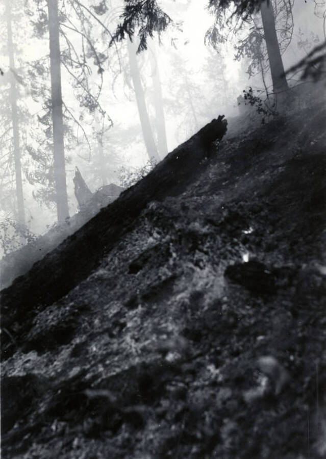 A burnt log lays on charred ground while smoke surrounds the trees in the background.
