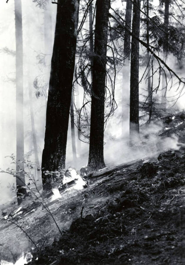 Fire consumes a down branch while smoke rises from the burnt ground