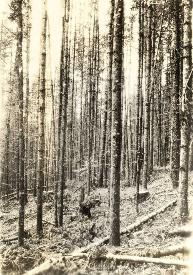 A section of trees set for the controlled burn. The description on the back reads: "Selective Cut - Residual WP 14" - 20" D.B.H.