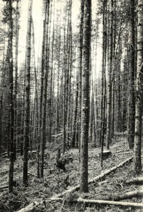 A group of trees is photographed to show area for control burn. Description on the back reads "Early ap cutting Reeds C."
