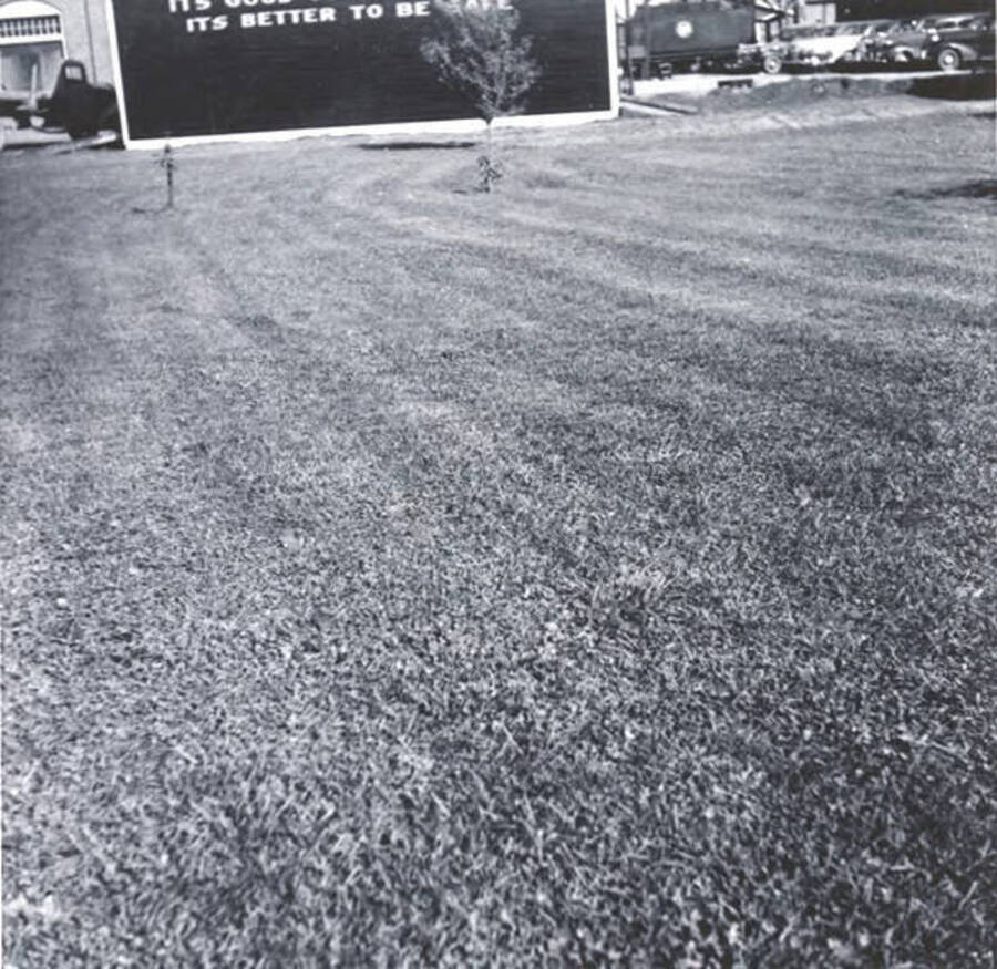 Lawn built at Potlatch Plant, season of 1949.