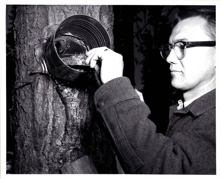 A man uses an instrument to do a spore tap on a tree. Written on the back of the photograph is 'This forester is checking a spore trap during studies to learn more about the speed of wood decaying fungi'