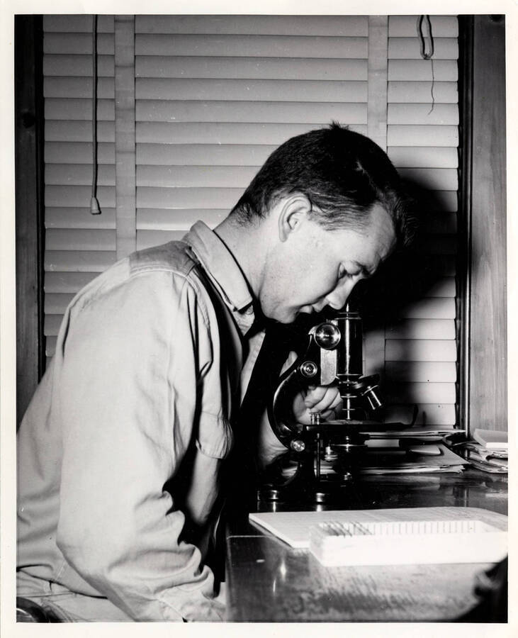 Otis C. Maloy counts spores from 'conf' in the Waha area (Description taken from the back of the photograph)