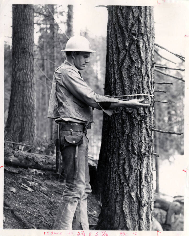 Forester Norm Tomilson at Creek North of Pierce. Measuring tree circumference. (Description taking from the back of the photograph) Stamped on the back of the photograph is 'Photo by Jack M. Gruber Courtesy of Potlatch Forests, INC.'