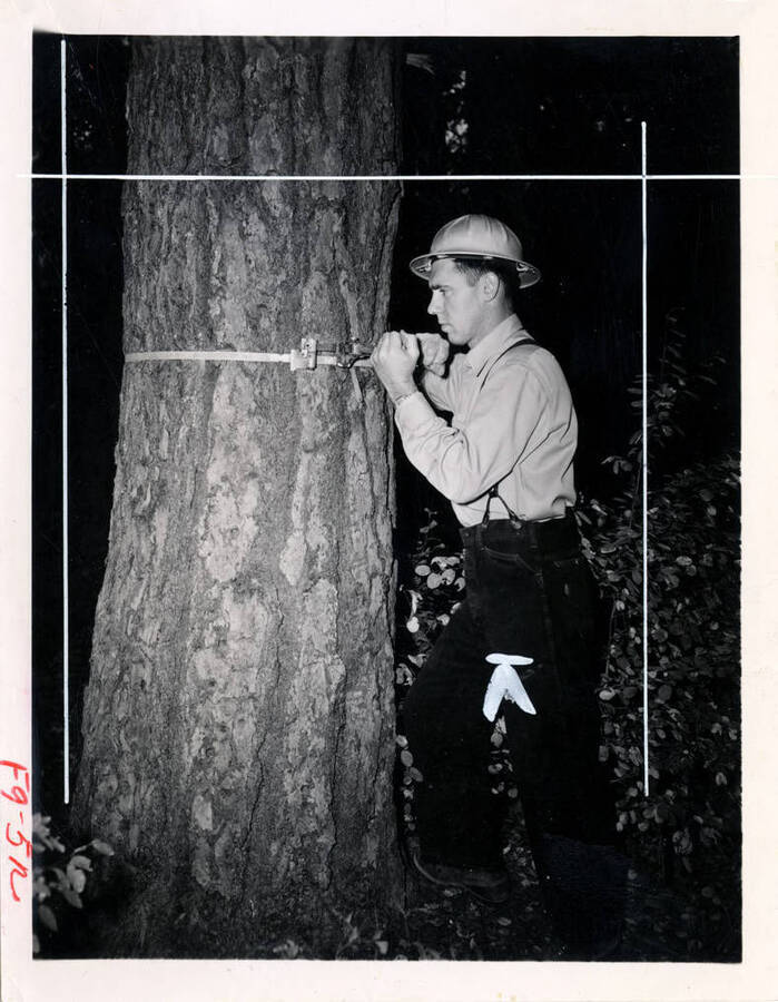 A man in a hard hat measures a tree for its circumference.