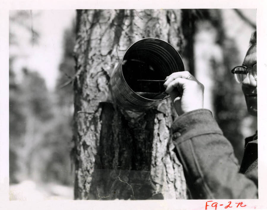 A forest researcher checks a spore trap.