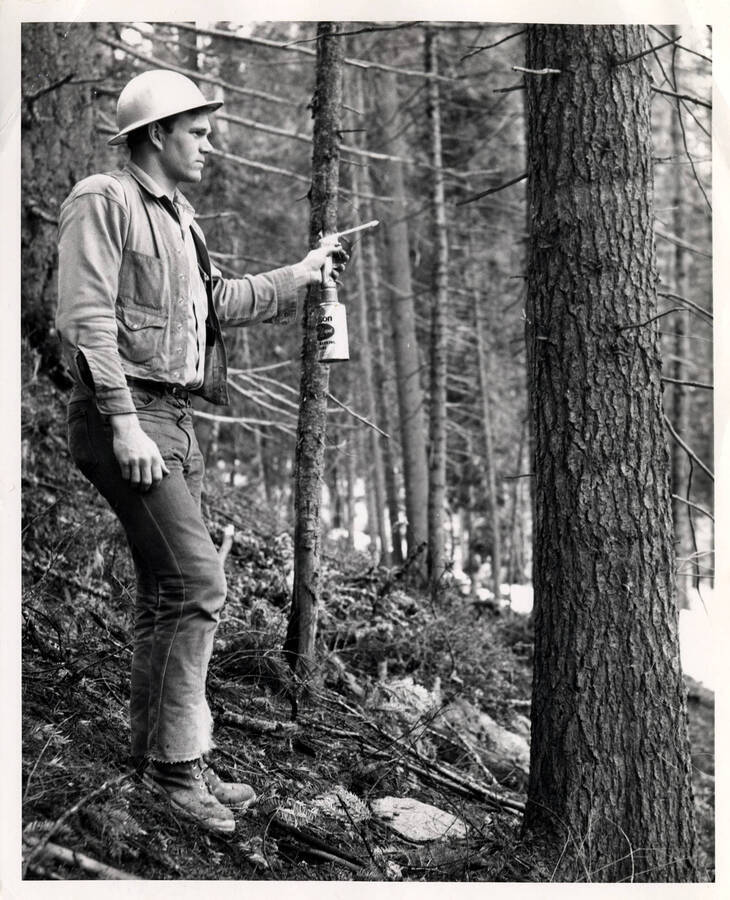 Forester Norm Tomilson at Canal Creek North of Pierce. Marking trees. (Description taking from the back of the photograph) Stamped on the back of the photograph is 'Photo by Jack M. Gruber Courtesy of Potlatch Forests, Inc.'
