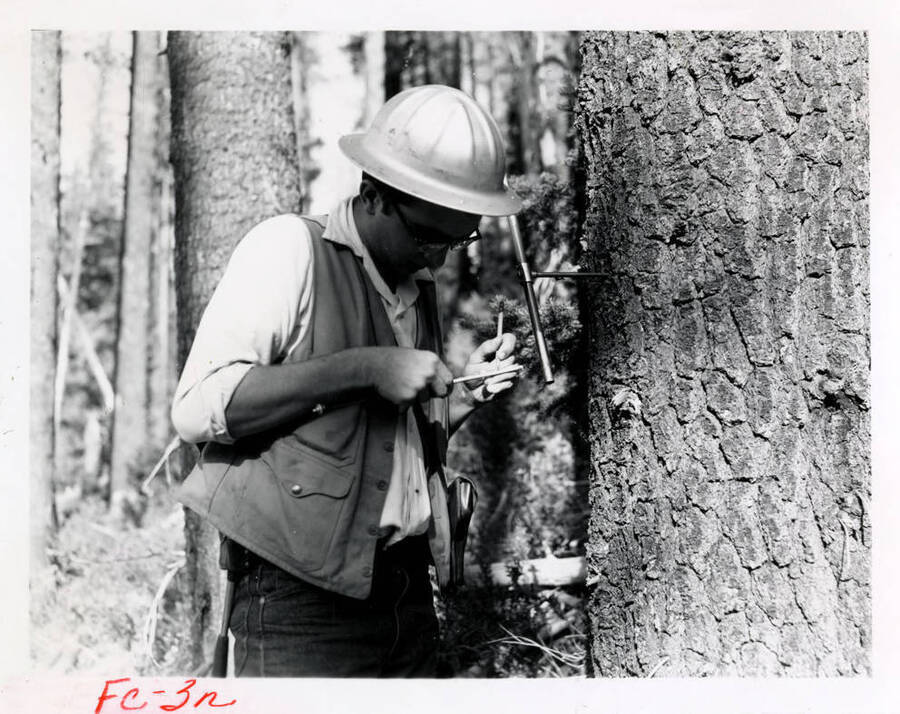 A forest researcher uses tools to survey trees