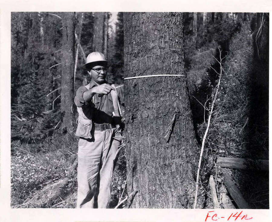 A man uses a tape measure to measure the circumference of a tree.
