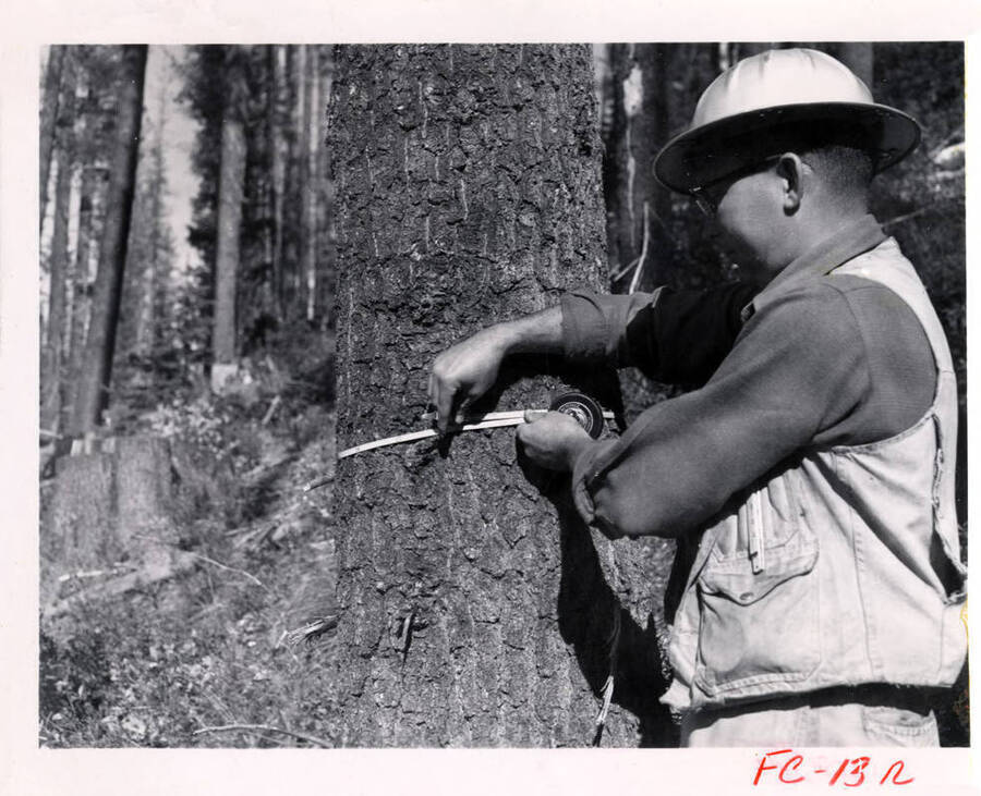 Close-up view of a man measuring the circumference of a tree.