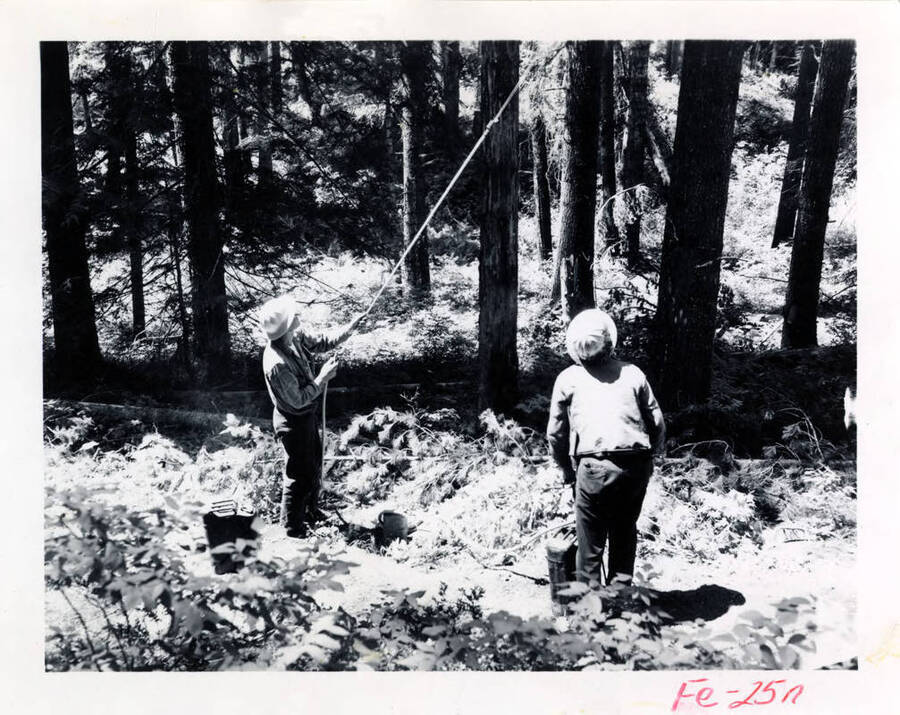 two forest workers use tools to survey the forest for research.
