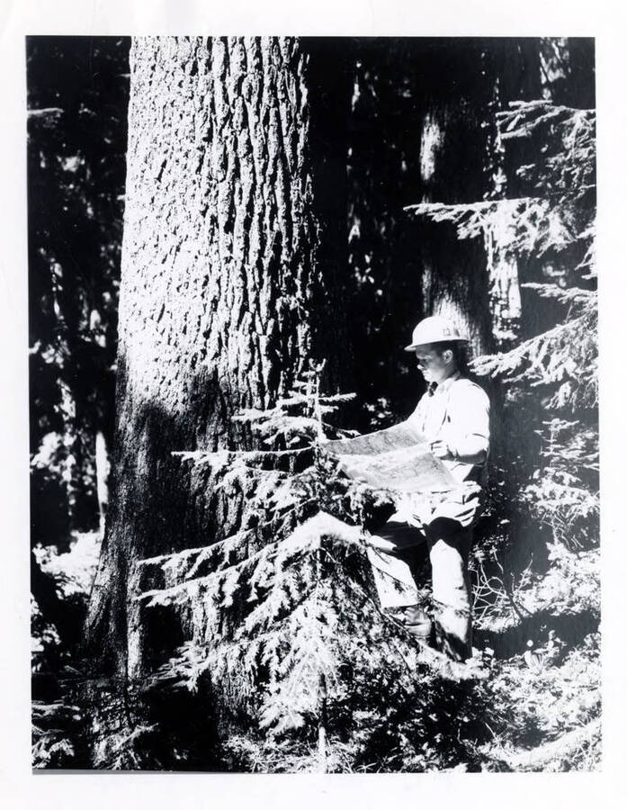 A forest researcher uses a map to study the forest.