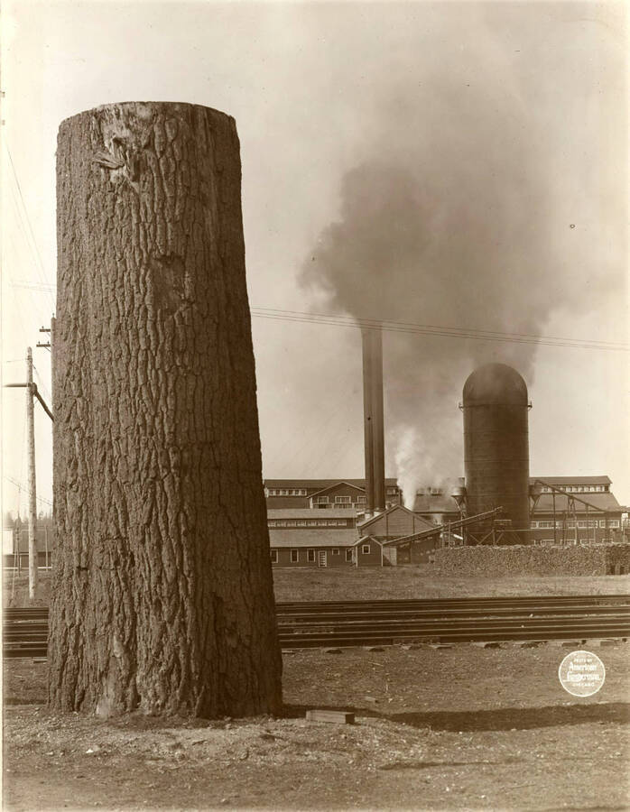 The big stump and the saw mill.' (Description taken from American Lumberman papers found within the folder) Photograph taken between September 28 and October 4.
