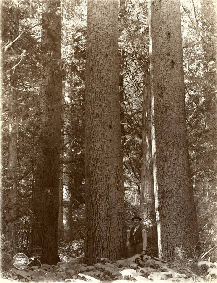 White Pine and Cedar timber on center of sec. 34, T 42 N, R 1W. Description taken from American Lumberman papers found within the folder. Photograph taken between September 28 and October 4.