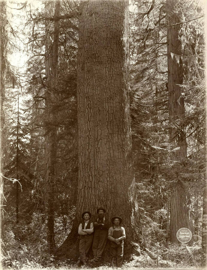 About two leg cuts in height on White Pine tree 22 feet in circumference at stump, located on SE SE sec 34/42N/1W. (this tree is slightly larger than the King")." Description taken from American Lumberman papers found within the folder. Photograph taken between September 28 and October 4.