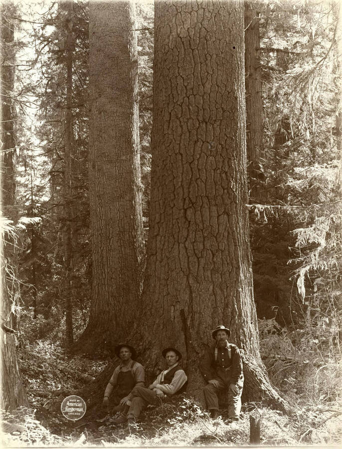 Trunks of two monster White Pine trees, first one 19'6; second 22" in circumference at the stump." Description taken from American Lumberman papers found within the folder. Photograph taken between September 28 and October 4.