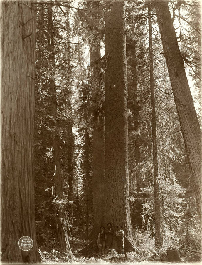 Another view to show height of trunks of these trees to limbs. "Trunks of two monster White Pine trees, first one 19'6"; second 22" in circumference at the stump." Description taken from American Lumberman papers found within the folder. Photograph taken between September 28 and October 4.