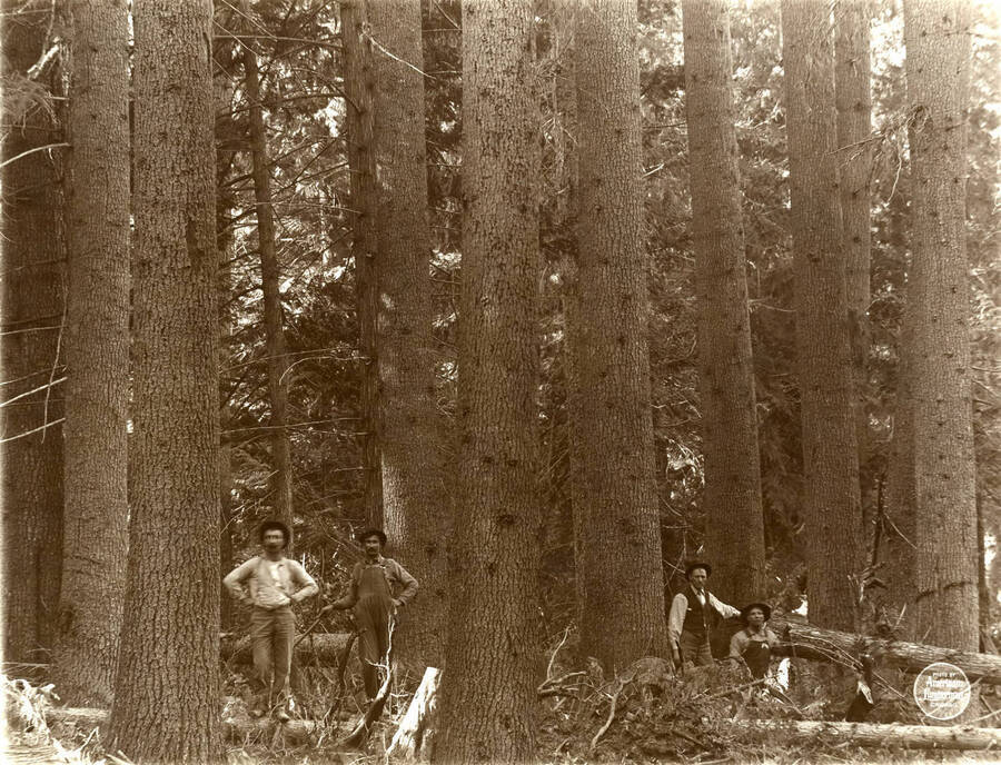 Broadway view of thick clump of White Pine timber located on SE NE Sec. 34/42N/1W, Latah, Co. Idaho. Description taken from American Lumberman papers found within the folder. Photograph taken between September 28 and October 4.