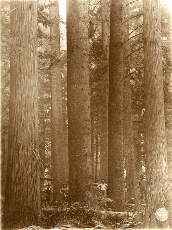 White Pine and Cedar timber on NW NE Sec 33/42/1. Description taken from American Lumberman papers found within the folder. Photograph taken between September 28 and October 4.