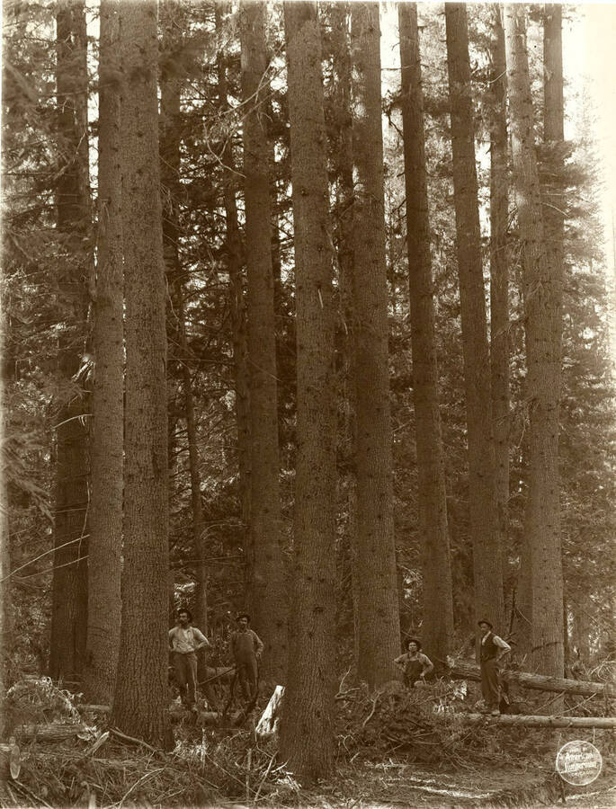 Another view of same clump to show height to limbs. Description taken from American Lumberman papers found within the folder. Photograph taken between September 28 and October 4.