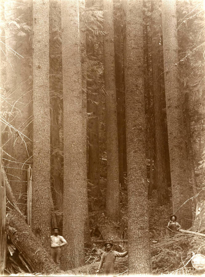 Thick clump of White Pine on hillside in the same location [as 452]. Description taken from American Lumberman papers found within the folder. Photograph taken between September 28 and October 4