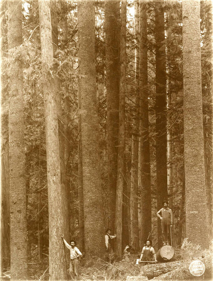 White Pine and Cedar timber on SE SE Sec. 33/42/1. Description taken from American Lumberman papers found within the folder. Photograph taken between September 28 and October 4.