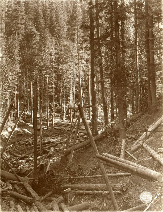 Looking down first curve to lunch shack, showing considerable standing timber. Description taken from American Lumberman papers found within the folder. Photograph taken between September 28 and October 4.