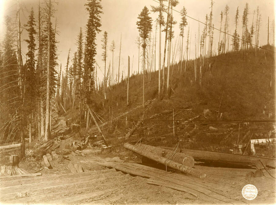 Logs as they come to the lower landing. Description taken from American Lumberman papers found within the folder. Photograph taken between September 28 and October 4.