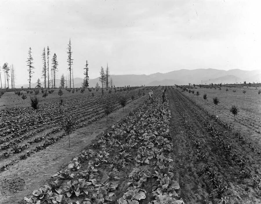 Two men hoeing the cabbage patch.  Corn is growing on the right and possibly potatoes on the left.