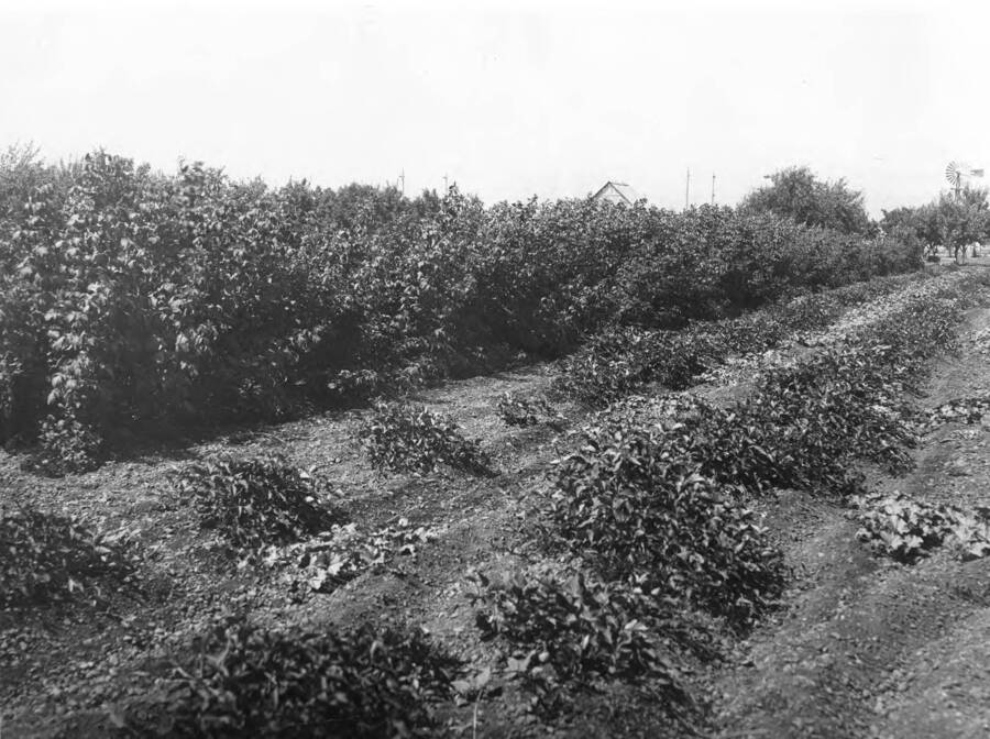 Raspberry bushes and melon plants.