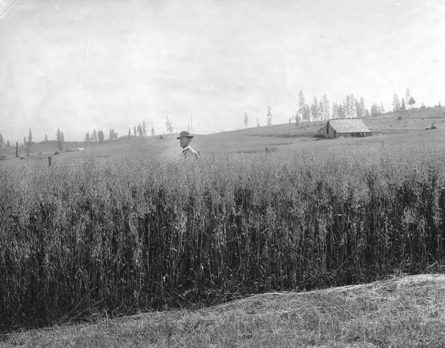 Man standing in a field of oats on the J.E. Garton property (SE. SW.29-42-4W) two miles from Potlatch. 35 acres of land valued at $25.00 and 5 acres at $10.00