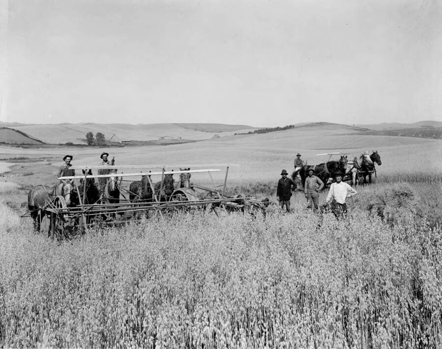 Crew harvesting oats on I.E. Wolheter farm near Potlatch.  Six horses are behind one binder while four horses pull the other