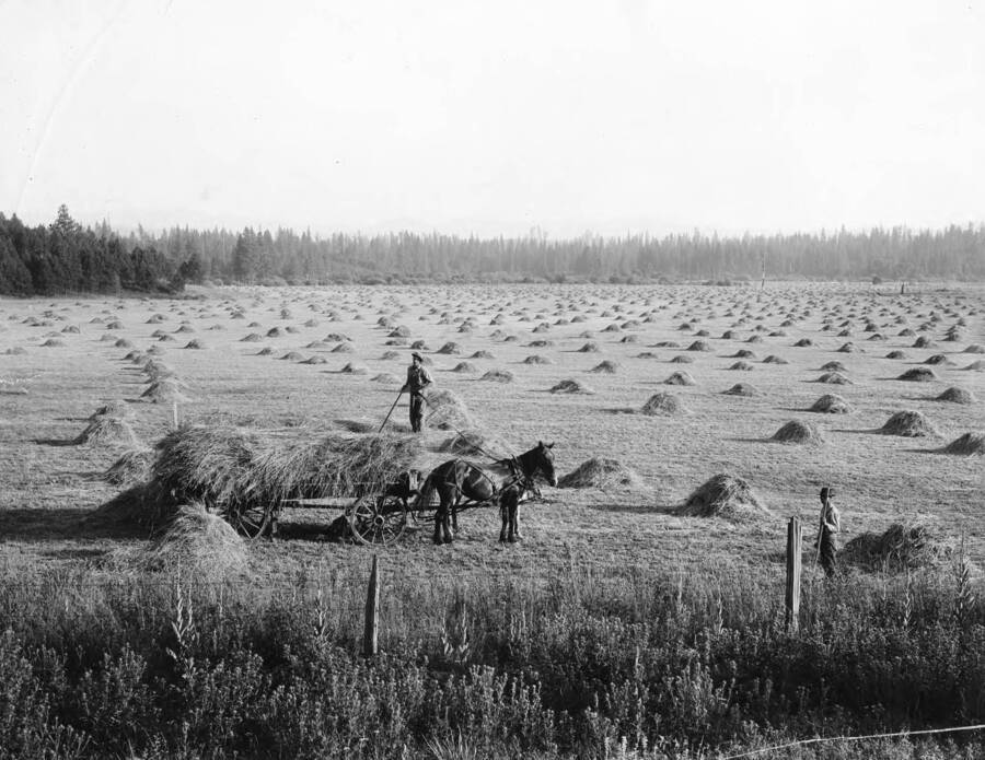 This harvest of Timothy hay on the J.P. Vollmer farm yielded 2 1/2 tons to the acre.