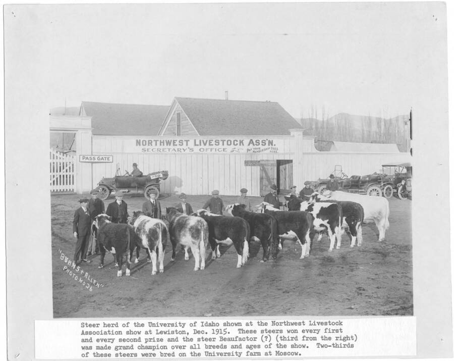Shown at the Northwest Livestock Association show at Lewiston, Dec. 1915. These steers won every 1st and 2nd prize and the steer Beaufactor,third from right, was made grand champion over all breeds and ages of the show.  Two-thirds of these steers were bred on the university farm at Moscow.