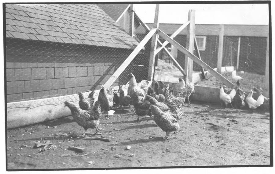 Poultry are raised with big profit on Potlatch logged off land.