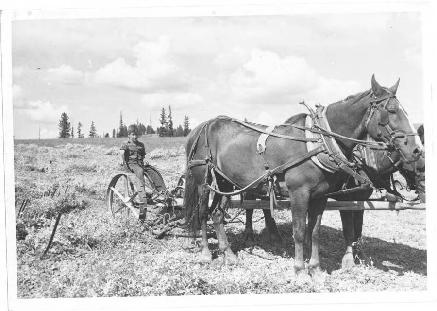 Horses pulling a young boy on a plow.