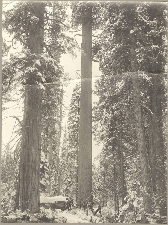 The largest white pine tree ever found grew in the woods of Potlatch Forests. Inc.  It was 207' tall, had an average diameter at the stump of 6'9', was 425 years old and scaled 28,900 board feet.