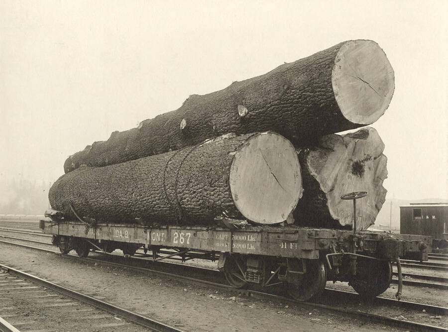 Quality logs (top cut) Scale 16,170' cut from the largest know white pine tree by Potlatch Lumber Company, Potlatch, Idaho.