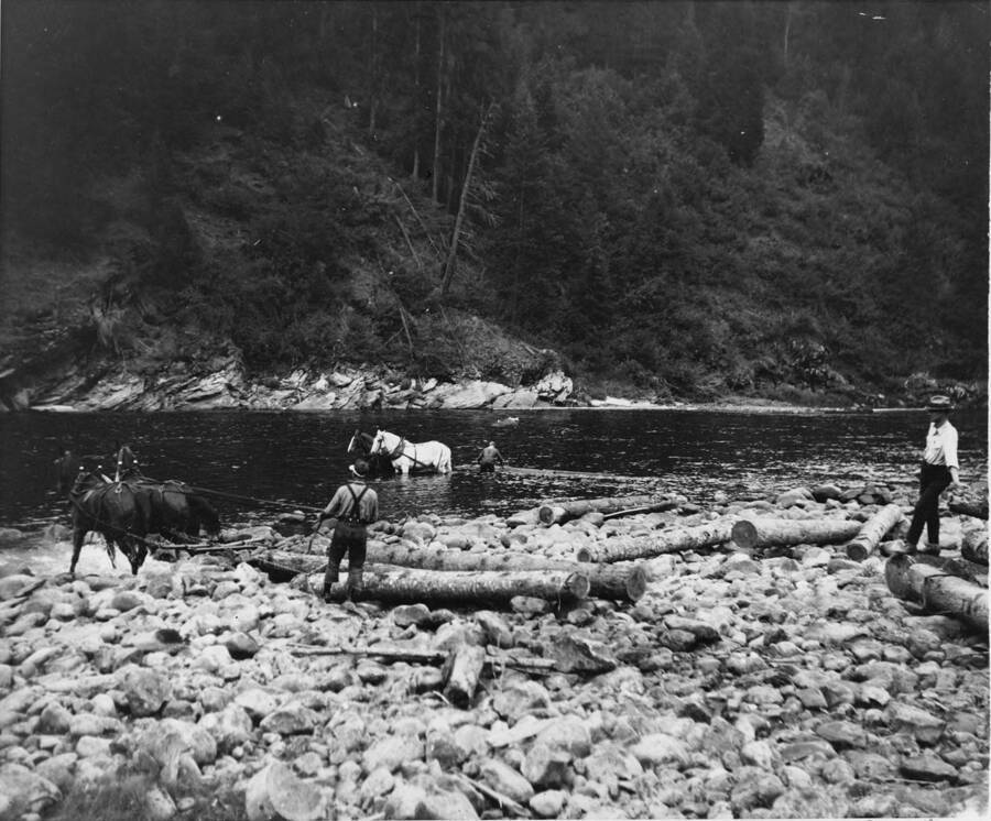 Two men (Kayes and Loeb) uses teams of horses to pull logs into the river while Golden stands watching off to the right hand side.