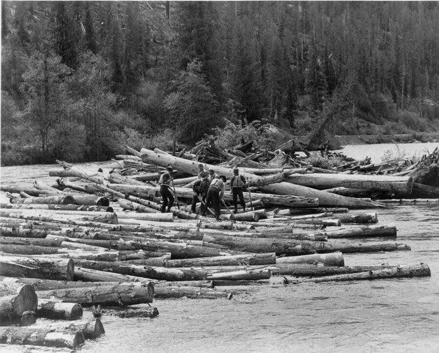 Men use peavies to unjam a large jam. The back of the photograph reads:'a Potlatch rearing crew seeks the key log that will permit this center jam to 'haul' and, hopefully, unravel itself. For obvious reasons, only experienced drivers are permitted to work center jams, while beginners are restricted to jams along the river banks.'