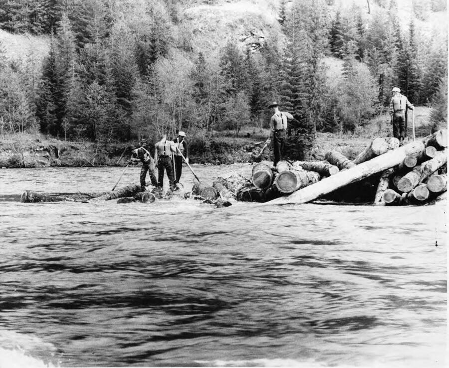 Men use peavies to break up a log jam. The description on the back of the photograph reads 'log jam has begun to unsnarl. Men on logs at front are in the most dangerous location--one misstep could send them amid the battering tree lengths. Beginning to unfurl, the log pileup yields its foremost tree lengths into the hungry current. Catty footwork and quick agility saves a peavy pole man from being caught by the rolling water slick logs.'