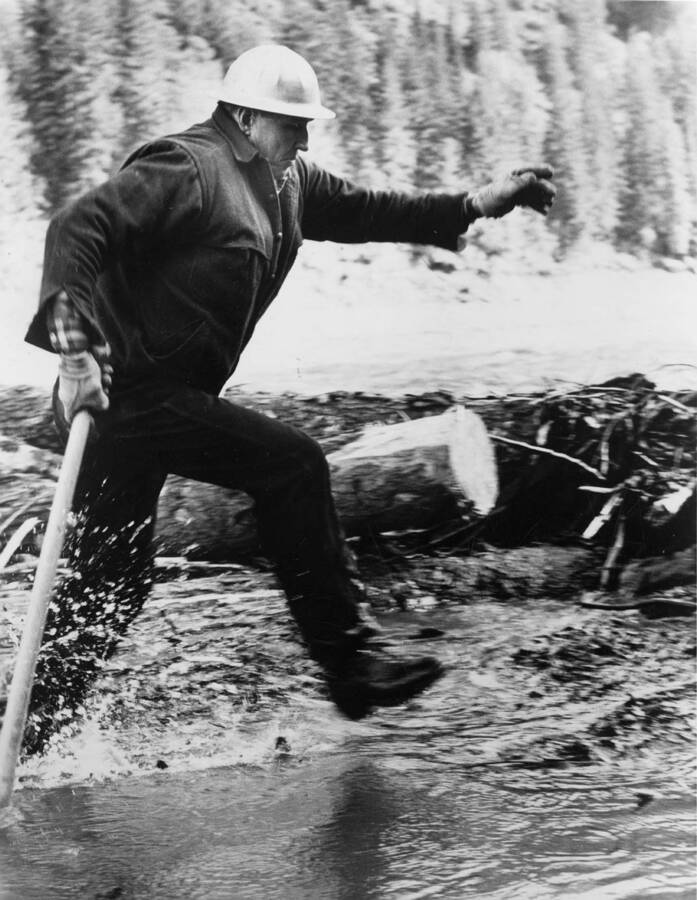 A Potlatch worker runs after un-jamming a log jam. The description on the back of the photograph reads: 'She's hauling: Scrambling for safety, a Potlatch driver "walks on water" as a wing jam begins to pull itself free from the bank.'