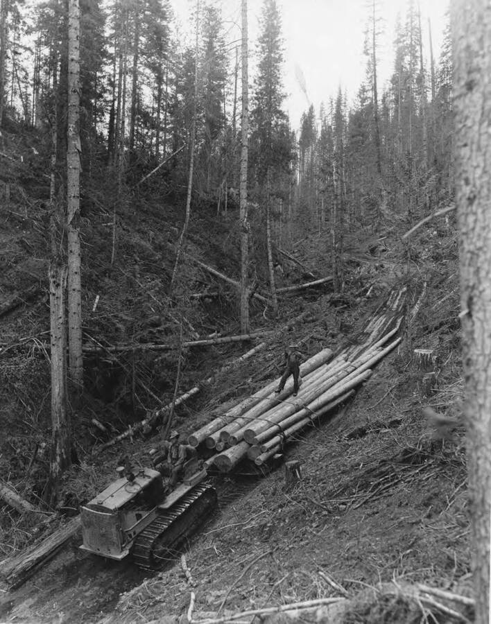 A man drives a caterpillar pulling a group of logs down the hillside while another man rides atop the logs.