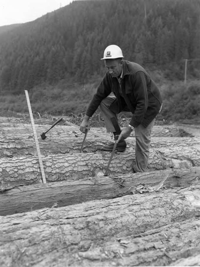 A man uses a tool to measure a log.